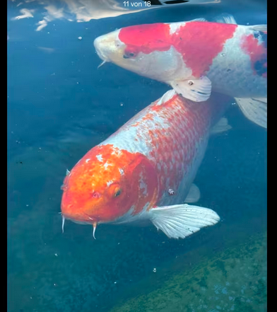 Goldfisch