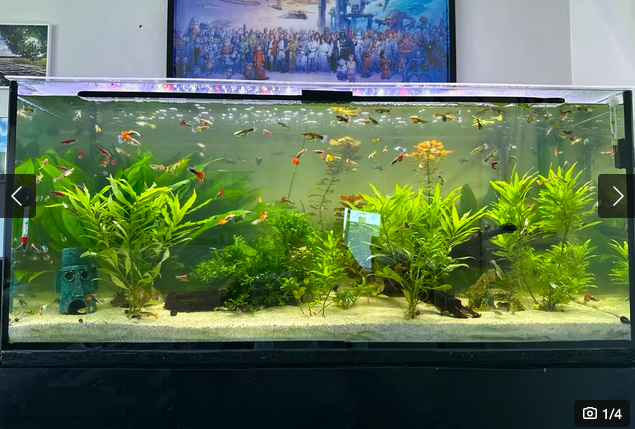 Juwel Aquarium