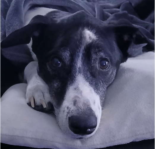 Hund aus Rumänien