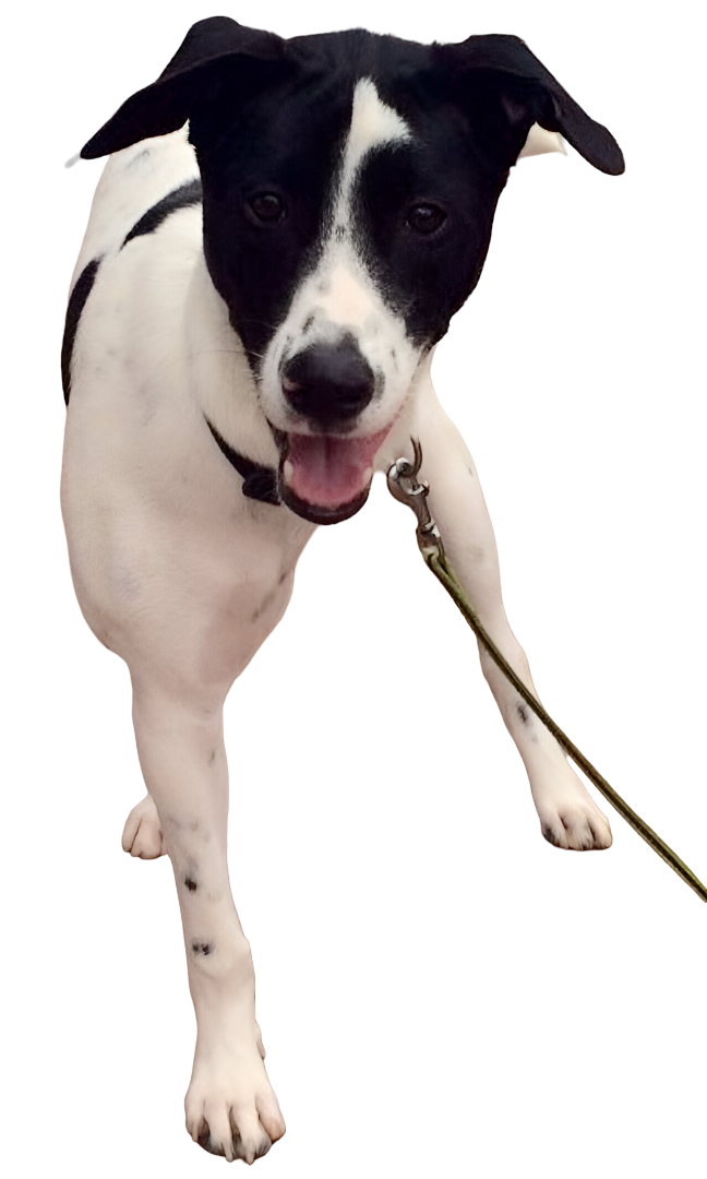 hund aus rumänien
