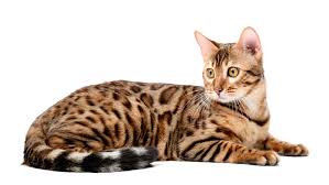 SUPERCAT